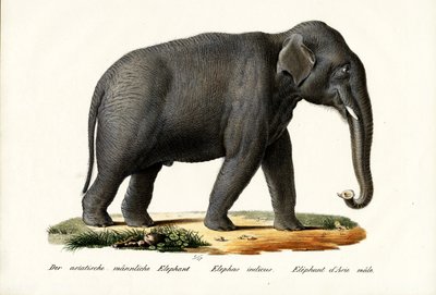Indian Elephant, 1824 by Karl Joseph Brodtmann